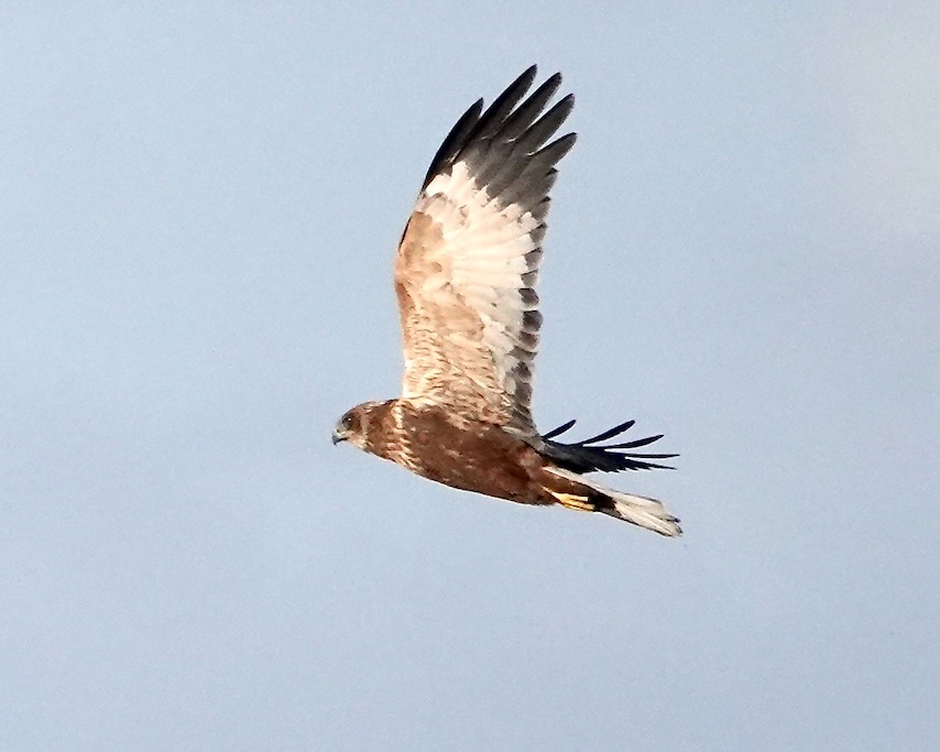 marsh harrier